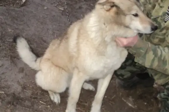 Пропала собака в Брянске, район ост. 