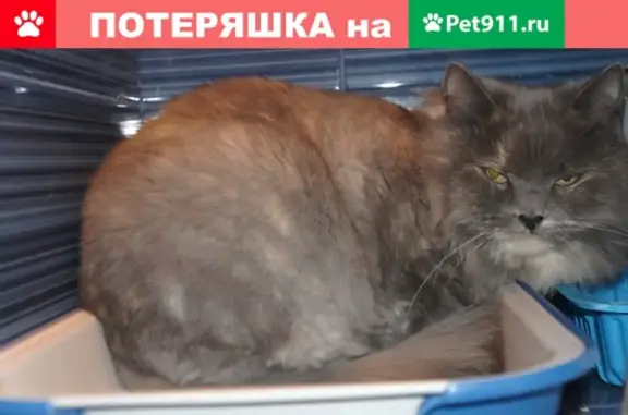 Найден серый кот на ул. Маршала Захарова 8к3