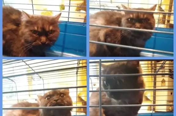 Найдена кошка в Ростове: синий ошейник, стресс.