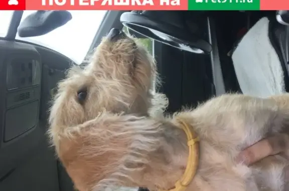 Найдена собака в 8м квартале, Тольятти