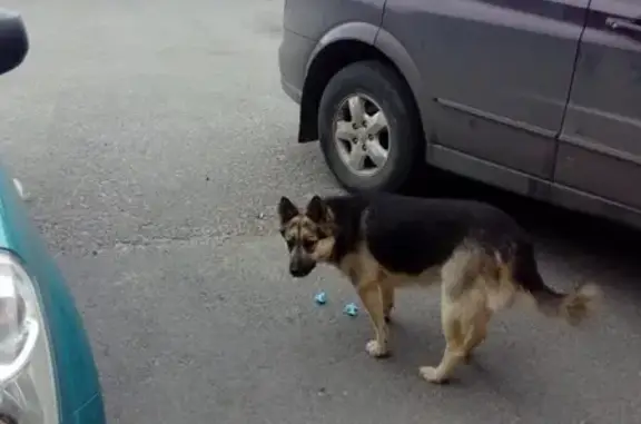 Найдена собака в ТЦ Купец, Сургут
