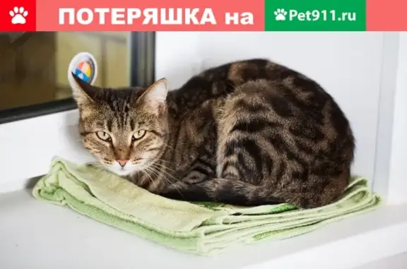 Найдена кошка на ул. Нефтяников, 31