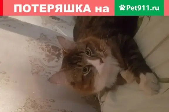 Пропала кошка в Электростали, ул. Расковой