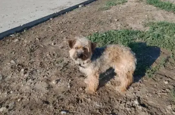 Собака без хозяина в Волгодонске, Россия