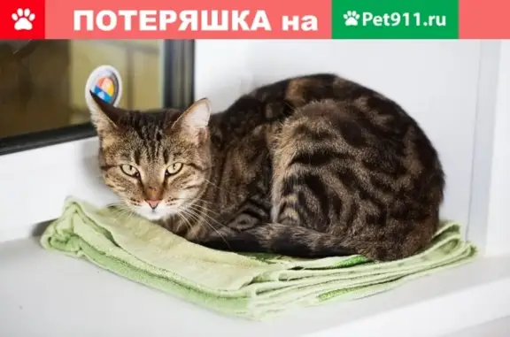 Найдена кошка у дома 31 на ул. Нефтяников