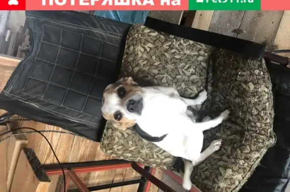Собака найдена в Криводаново, нужен дом.