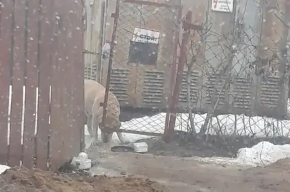 Найдена собака в СНТ Флора-2, ЛО Ломоносовский район, СПб.