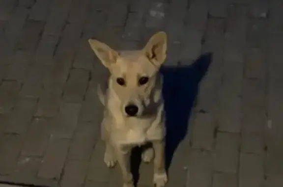 Найден ласковый пёс в Южном Бутово