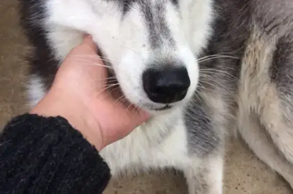 Собака Хаски найдена в СНТ Грузино.