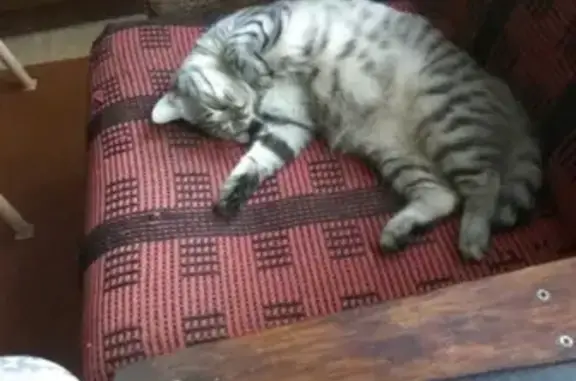 Кошки потеряшки, Санкт-Петербург, фото: Потеряшка кот Кузя в пос. Ульяновка, ЛО Тосненский р-н