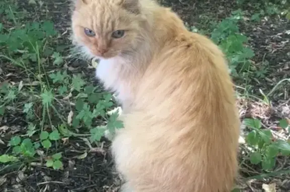 Найдена кошка на ул. Немировича-Данченко