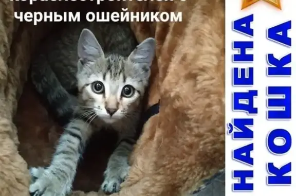 Найден домашний котенок с ошейником в СПб