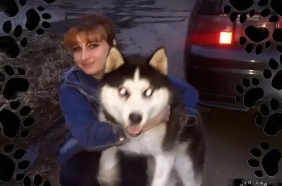 Собаки потеряшки, Москва, фото: Потеряшка собака в Ленинском районе, Сибирская хаски, 2 года, голубоглазый.