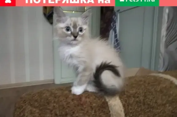 Кошки потеряшки, Магистральный, фото: Потеряшка кошка во 2 мкр возле ТК 