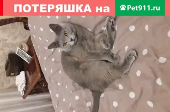 Пропала кошка в Новочеркасске на Молодёжной, 71