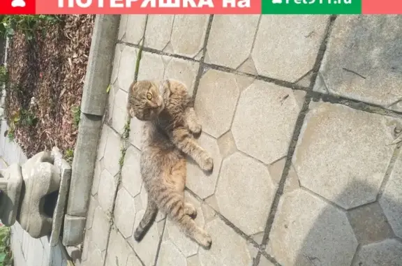 Найдена домашняя кошка в Рефтинском