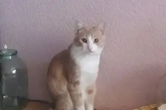 Пропал кот с шрамом на ухе в Московской области