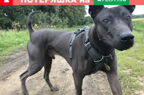 Собака Тайского ричбэка найдена в Богородском городском округе