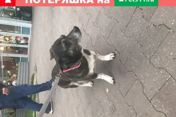 Собака найдена на Кировоградской, 24А (Москва)