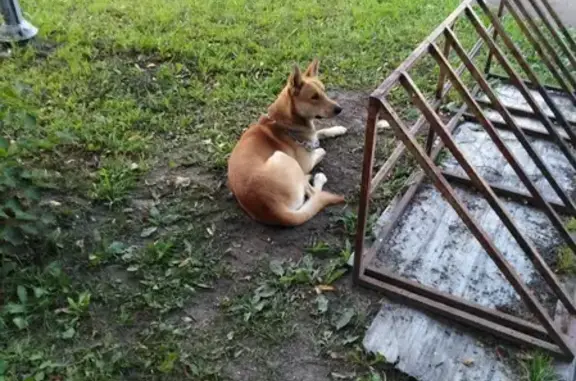 Собака найдена у ТЦ Аура Анохина в Петрозаводске.