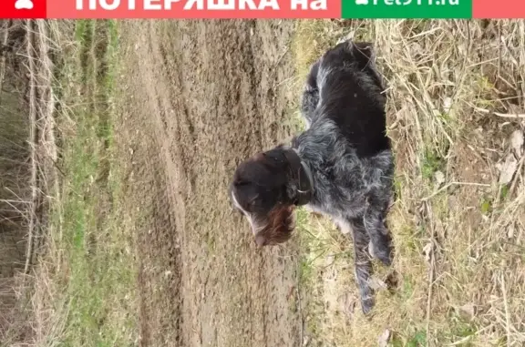 Пропала собака Дратхаар в Мгинском поселении.