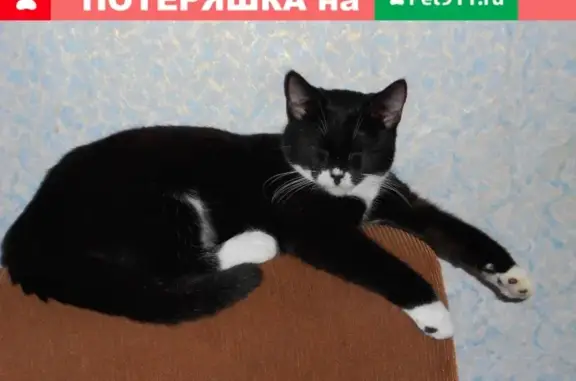 Пропала домашняя кошка на Харьковской, 11, Омск