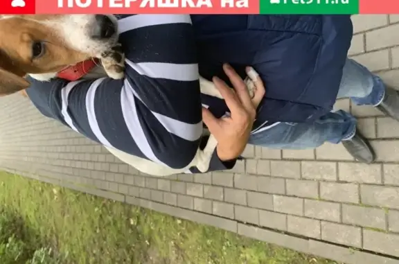 Найдена собака: Джен Рассел Терьер в Измайловском парке (Москва)