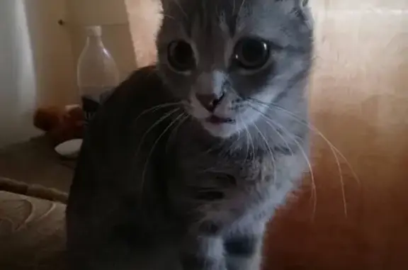 Потерянные животные посёлок городского типа Гурзуф, фото: Пропала кошка на ул. Соловьева 6, помогите найти!