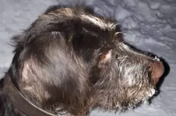 Пропала собака Дратхаар в Кировском р-не
