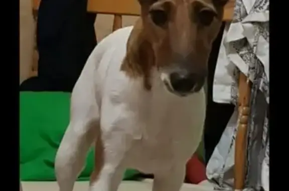 Пропала собака Герда в деревне Натальино, Московская область