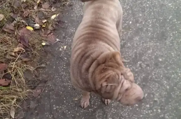 Пропала собака Аллергия в Пашино, Новосибирская обл.