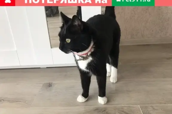 Найдена кошка на Харьковской, 3 в Белгороде