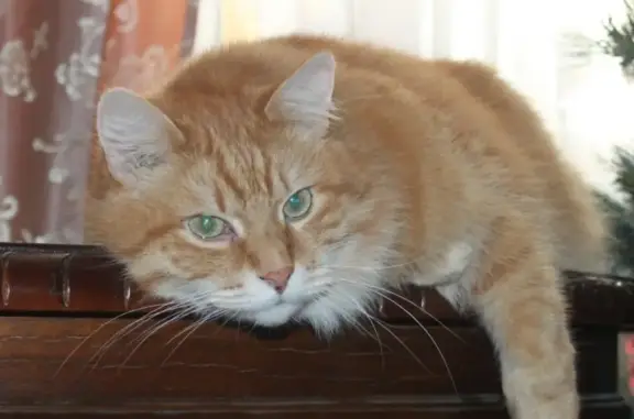 Потерянные животные Санкт-Петербург, фото: Пропала кошка на ул. Чайковского, СПб, рыжий мейнкун, 12 лет.