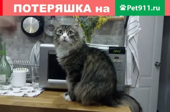 Кошки потеряшки, Новосибирск, фото: Потеряшка кошка с Зыряновской улицы, 121