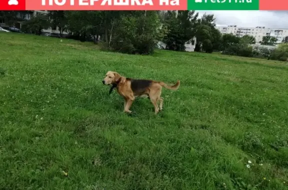 Найдена собака в Санкт-Петербурге (29 символов)