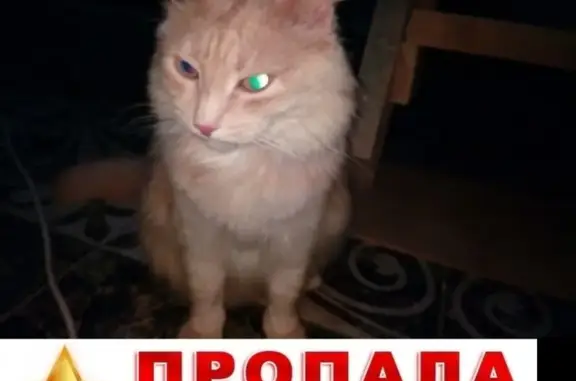 Пропала кошка Рыжка в Берёзовском (3 года)