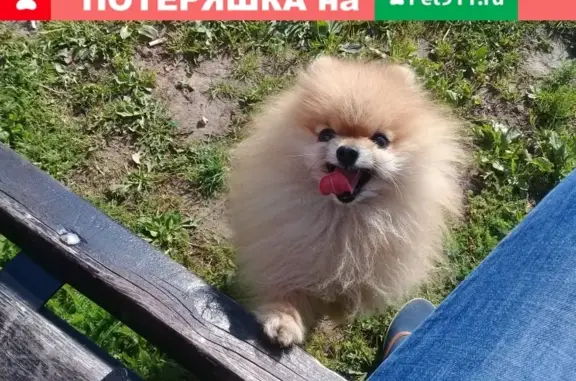 Пропала собака в Большом Исаково, нужна помощь!