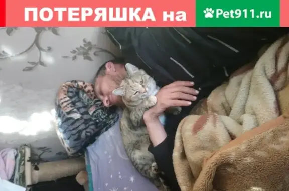 Кошки потеряшки, Новосибирск, фото: Потеряшка кошка на улице Доватора 31, Новосибирск