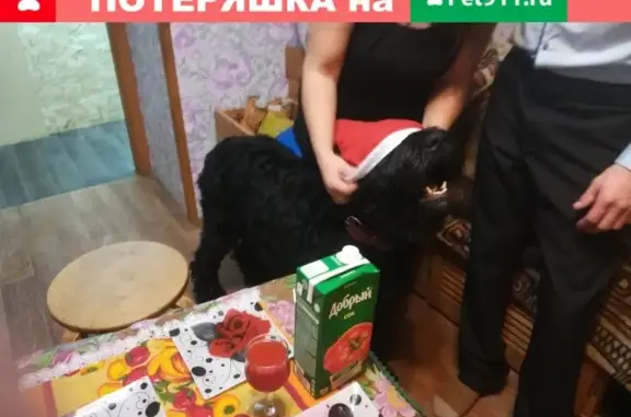 Пропала собака в Черепаново, Россия - русский черный терьер, 6 лет, без ошейника.