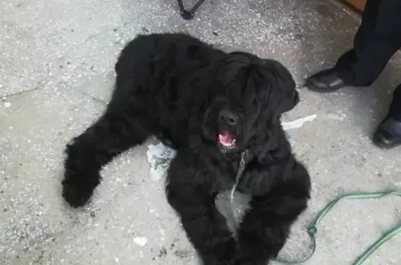 Пропала собака Соня в Черепаново, Новосибирская обл.