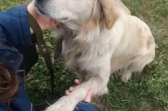 Собака Мальчик найдена в селе Пискалы