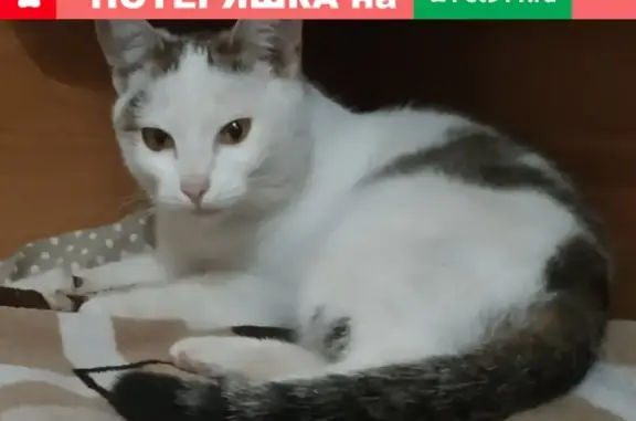 Найдена белая пятнистая кошка в Уфе