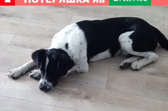 Найдена собака в Белгороде - ищем хозяев