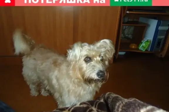 Пропала собака на улице Севастопольской, Артём