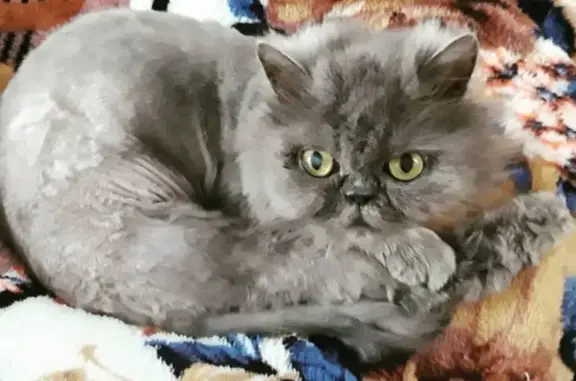 Пропала кошка Матильда в Брянске на улице Лермонтова, 39