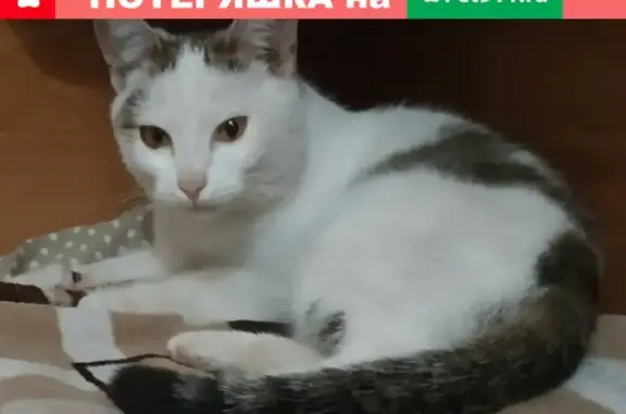 Найдена кошка на улице Российская в Уфе