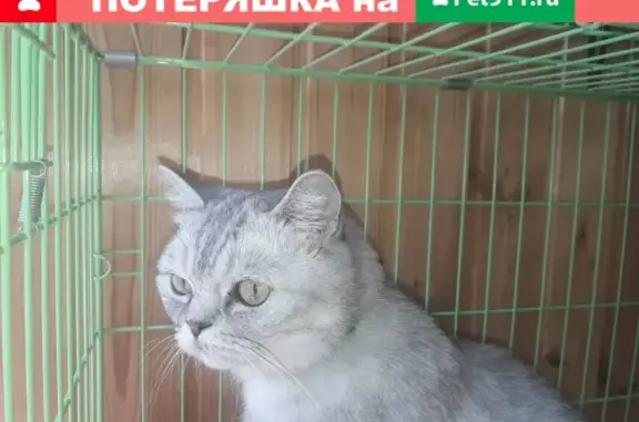 Найдена британская кошка на ул. Сормовская 195, Краснодар