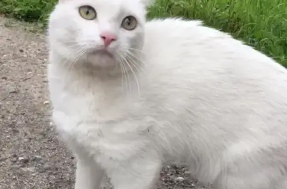 Найдена белая кошка в Чертаново, ищем хозяев