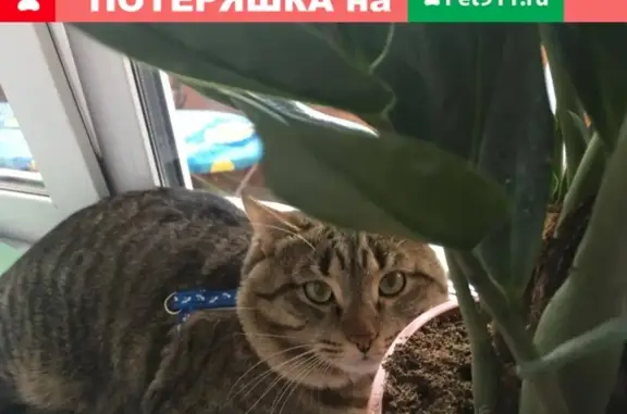 Пропал кот Бакс в Раменском, ул. Коммунистическая 33