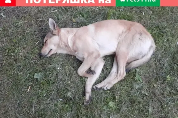 Собака Мальчик найдена в Челябинске